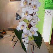 orchidée