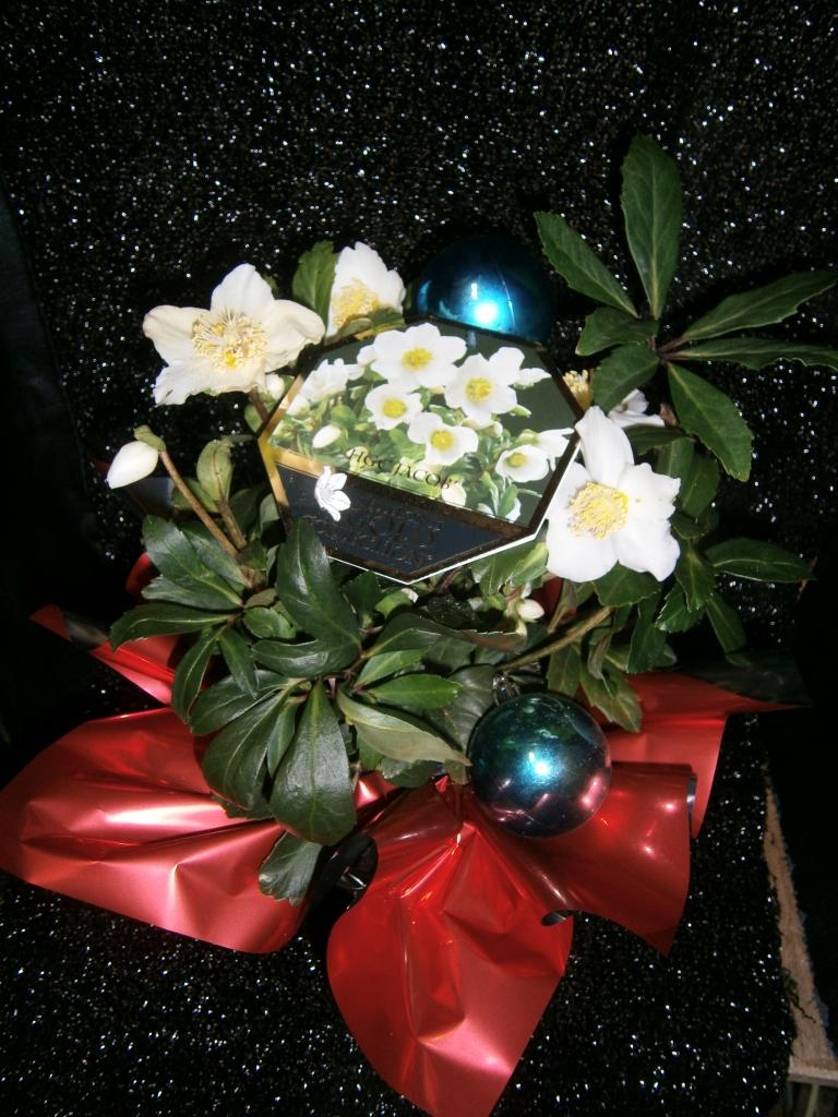 Hellebore