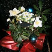 Hellebore