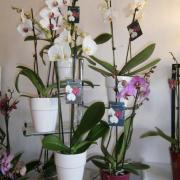 Les orchidées