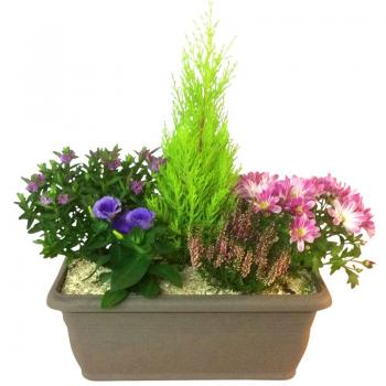 Coupe de plantes 3